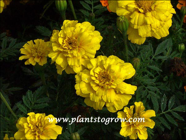 Marigold Durango Yellow